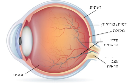 מבנה העין: רשתית, דמית (כורואיד), מקולה, ורידי הרשתית, עצב הראיה, זגוגית